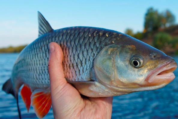 Fish