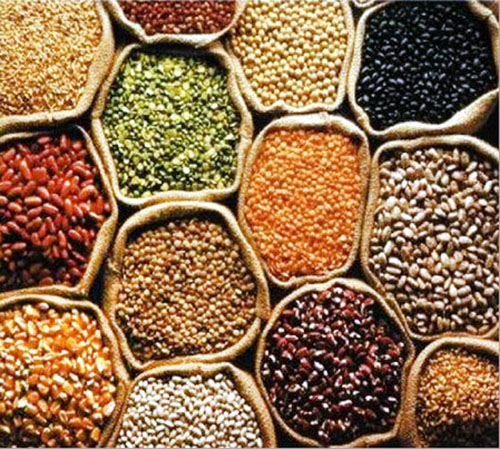 Lentil